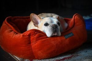 dog lying on a Suede Dog Bed