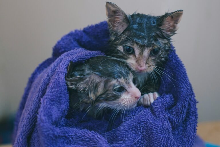 2 kitten after bath wrapped in blue towel